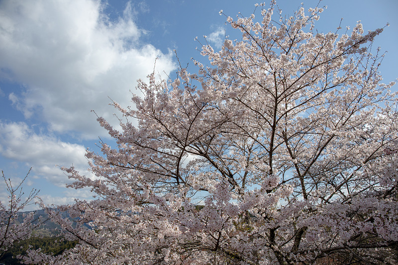 吉野山的樱花