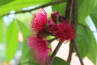 花盛开