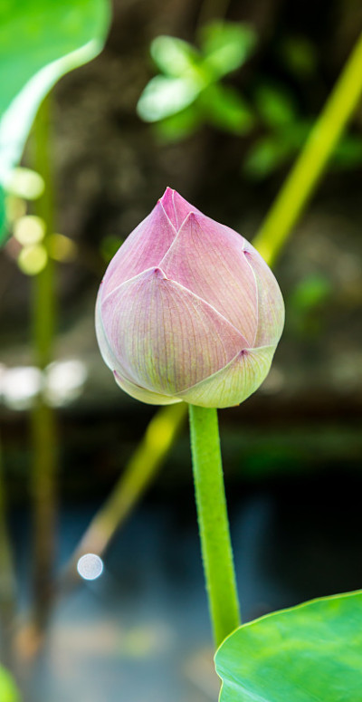 莲花
