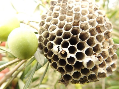 黄蜂筑巢