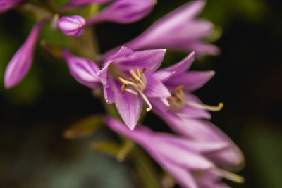 紫色尖花，黑色上有黄色雄蕊