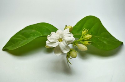茉莉花