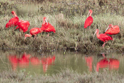 家族Guarás (Eudocimus Ruber)。
