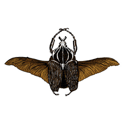 Insect stipple drawing isolated in color for Hallo
