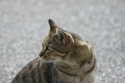 海边的流浪猫