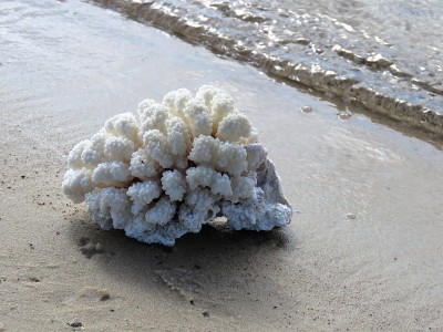 海滩上的珊瑚，拷贝空间