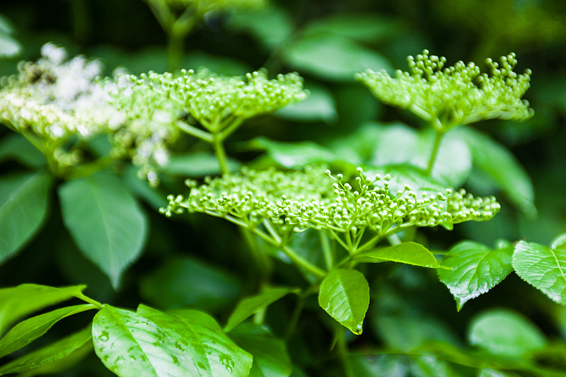 黑接骨木的花蕾(sambuus)