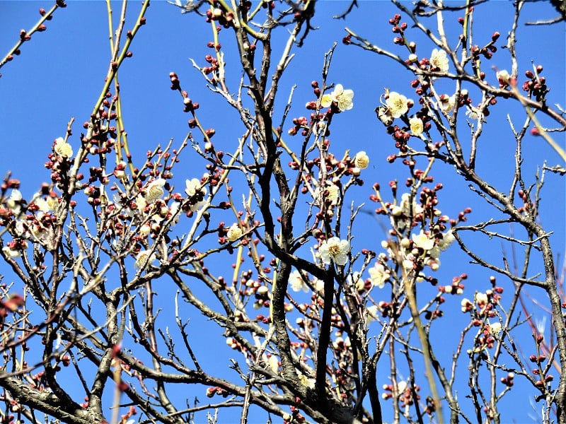 2月。日本。冬天的樱花。