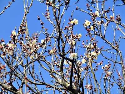 2月。日本。冬天的樱花。