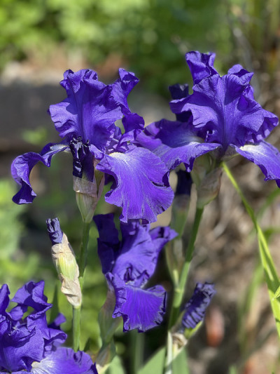 Iris Barbata-Elatior，蓝色节奏