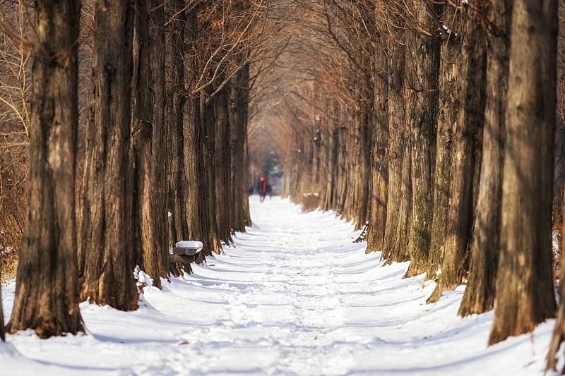 雪覆盖了水杉路