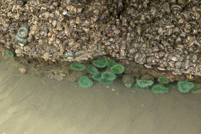 奥林匹克半岛海洋生物
