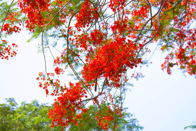 孔雀花