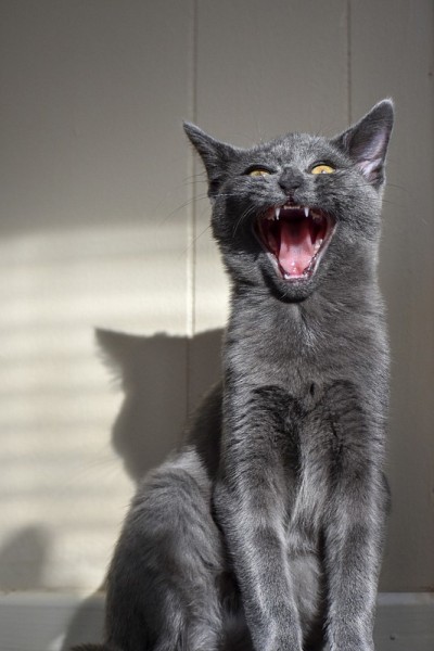 灰猫肖像