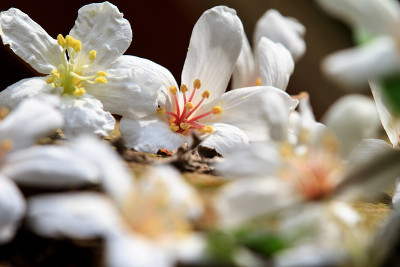 桐花落