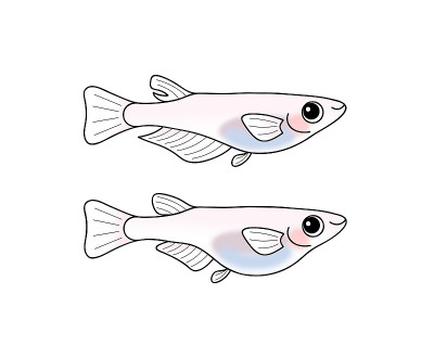 Medaka男女性插图