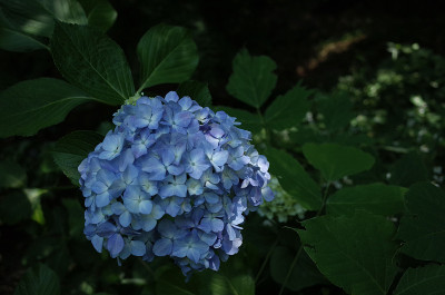 浅蓝色的绣球花