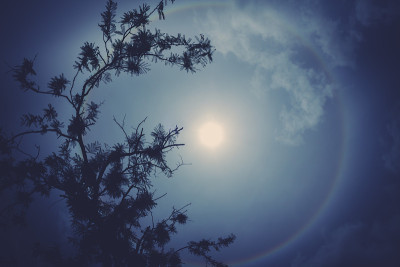 太阳狗(幻日)与树的剪影。光环围绕着太阳。