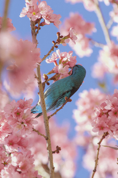 樱桃树上的Dacnis Cayana