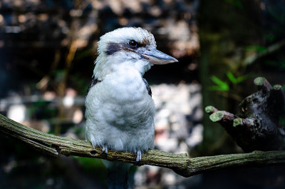 笑翠鸟(Dacelo novaeguinea)是翠鸟亚科(kingfisher subfamily 
