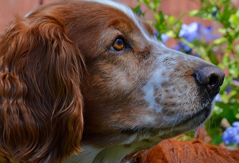 威尔士施普林格西班牙猎犬面部侧面视图