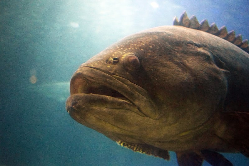 水族馆里美丽的大热带鱼。珊瑚海。水下世界。