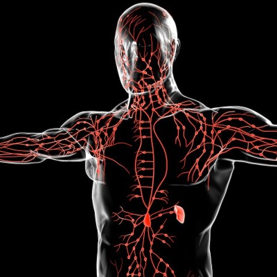 人体淋巴结解剖用于医学概念3D渲染