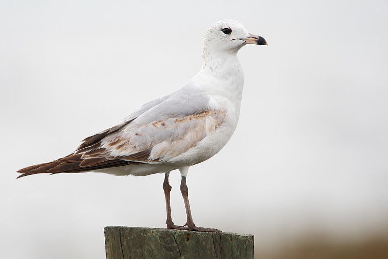 环嘴鸥(Larus delawarensis)后，基西米，佛罗里达，美国