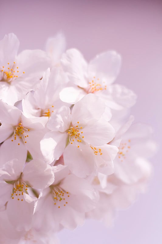 樱花的特写