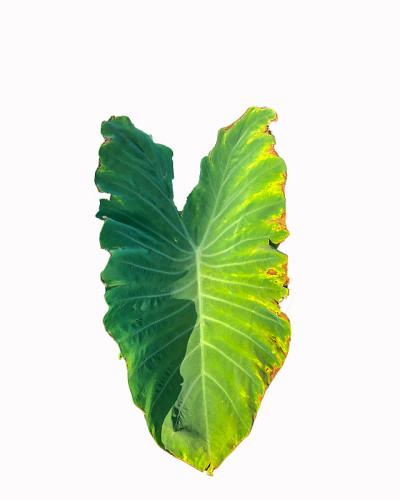 孤立在白色背景上热带叶