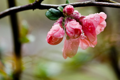 贴梗海棠开花