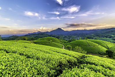 越南富寿龙冠绿茶山概述。