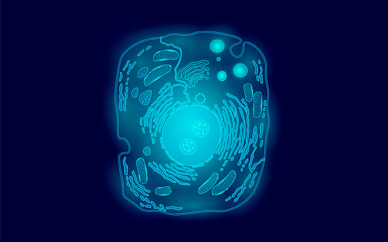 动物人类细胞结构教育科学。显微镜三维真核细胞器医学技术分析。发光的蓝色生物海报模板隔离线艺术矢量插图