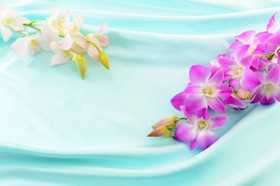 兰花的花