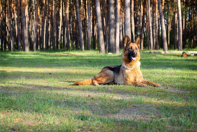德国牧羊犬