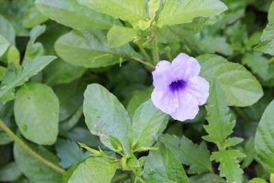 豆荚花紫色绽放在早晨