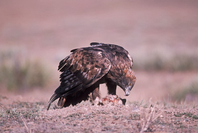 Bird-Golden鹰