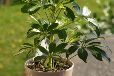 花盆里的Schefflera Arboricola