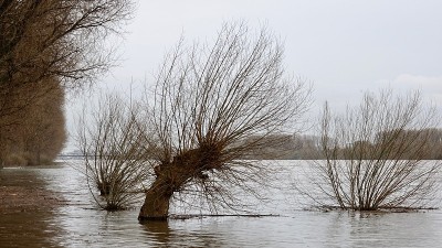 柳树歪歪扭扭地站在水里