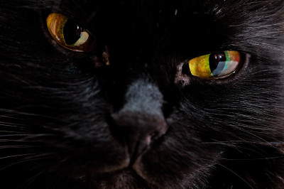 口鼻像一只黑猫