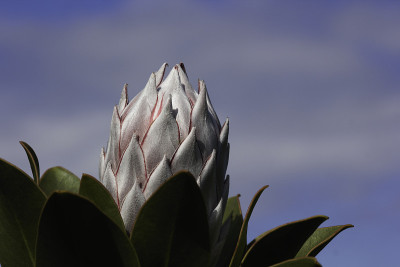 King Protea Flower Head Bulb With Blue Sky (Protea