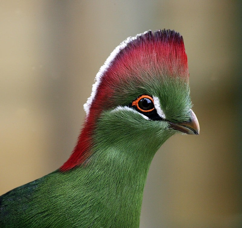 菲舍尔的Turaco, tauraco corythaix fischeri，成年的漂亮的颜色