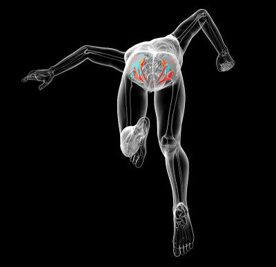 骨盆骨的3d渲染医学插图