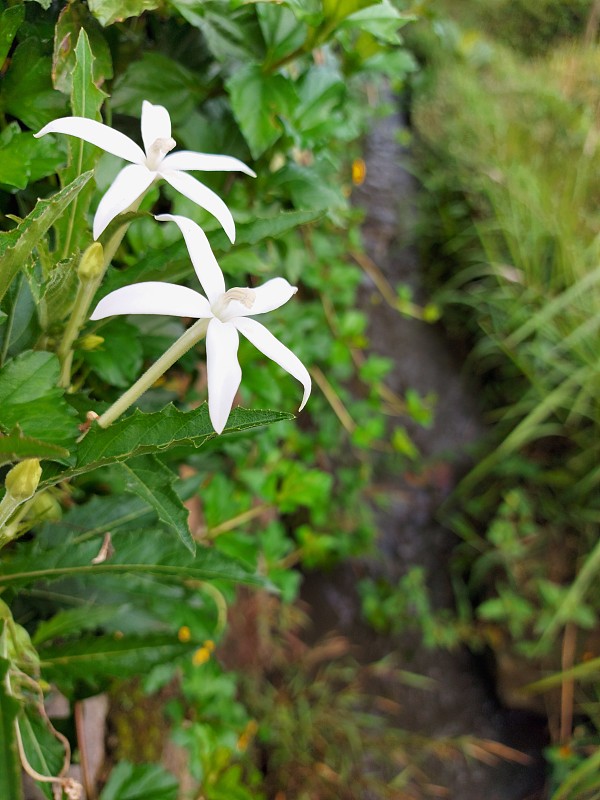 白星花:伯利恒之星