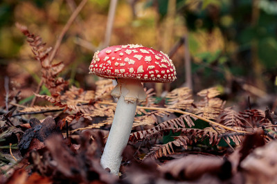 红色蘑菇或伞菌从棕色和橙色的叶子中生长出来的侧视图。深色主题在秋天森林场景与蕨叶在背景。