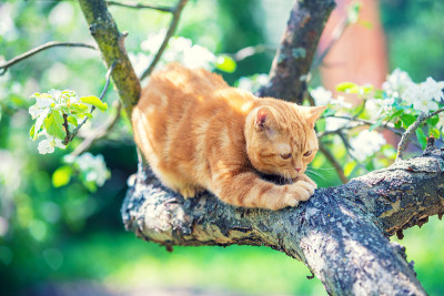 猫在花园里。春天的果园里，小红猫偷偷爬上了一棵苹果树