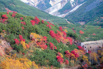秋天的高山树木色彩缤纷