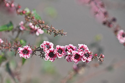 Leptospermum scoparium