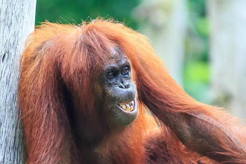 红毛猩猩或者叫pongo pygmaeus