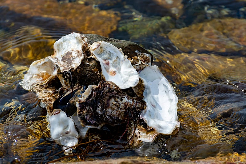 荷兰泽兰Goedereede附近海水中的野生牡蛎壳